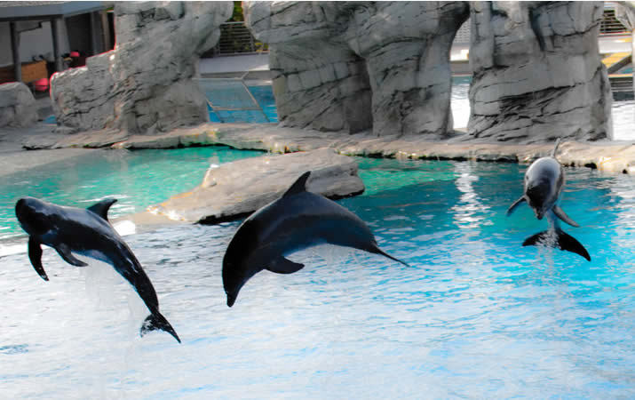 Delfini parco acquatico riviera romagnola